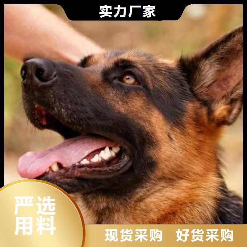 德国牧羊犬德牧犬实力优品