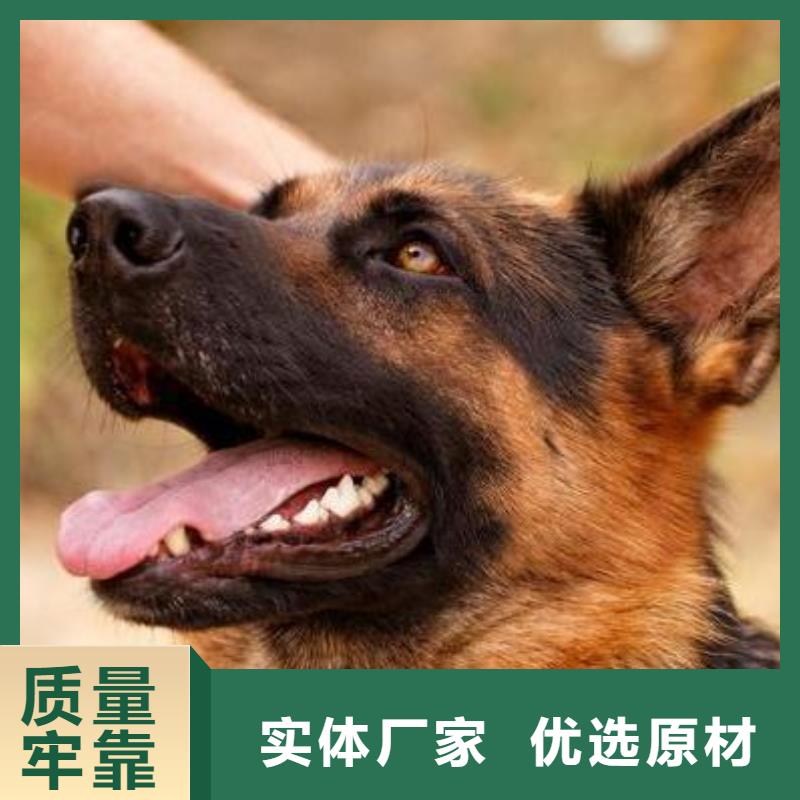 德国牧羊犬_卡斯罗犬严格把控每一处细节