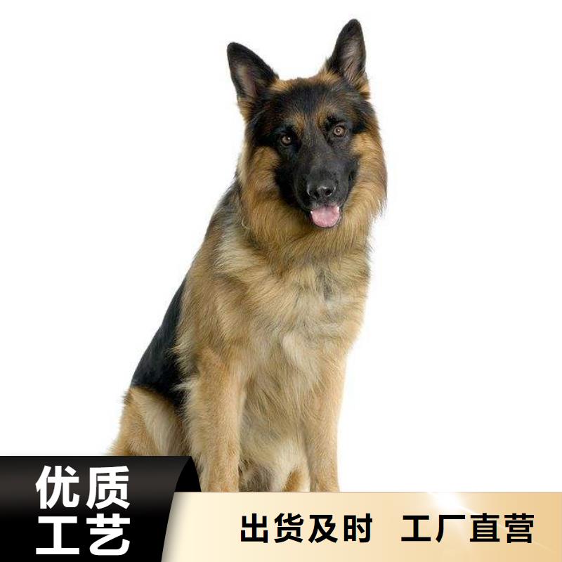 德国牧羊犬德牧犬发货及时