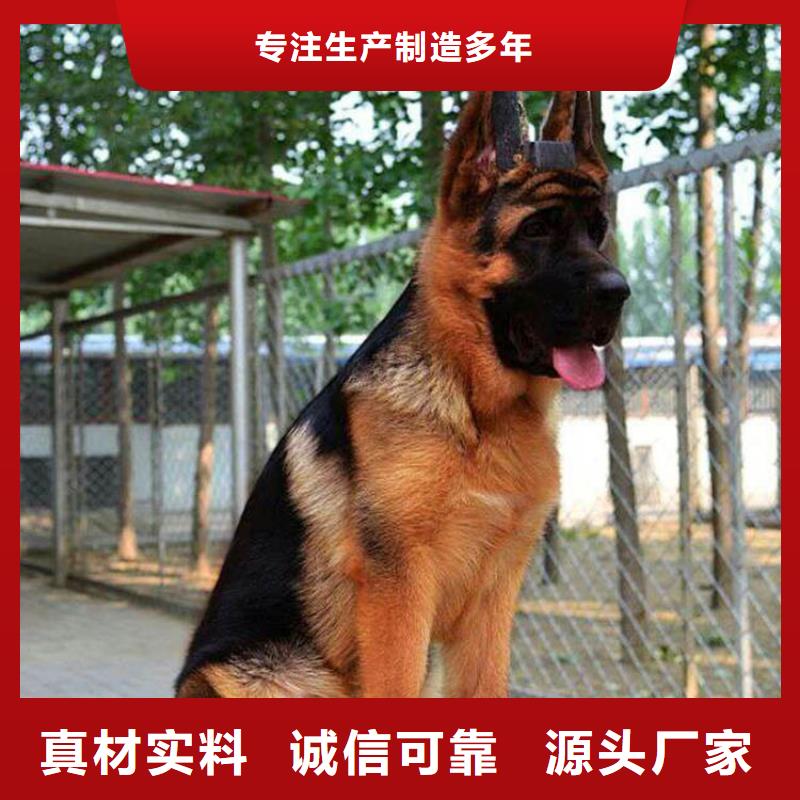 德国牧羊犬,黑狼欢迎来电询价