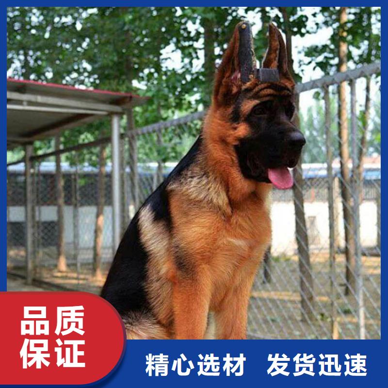 德国牧羊犬_【马犬】实体厂家支持定制