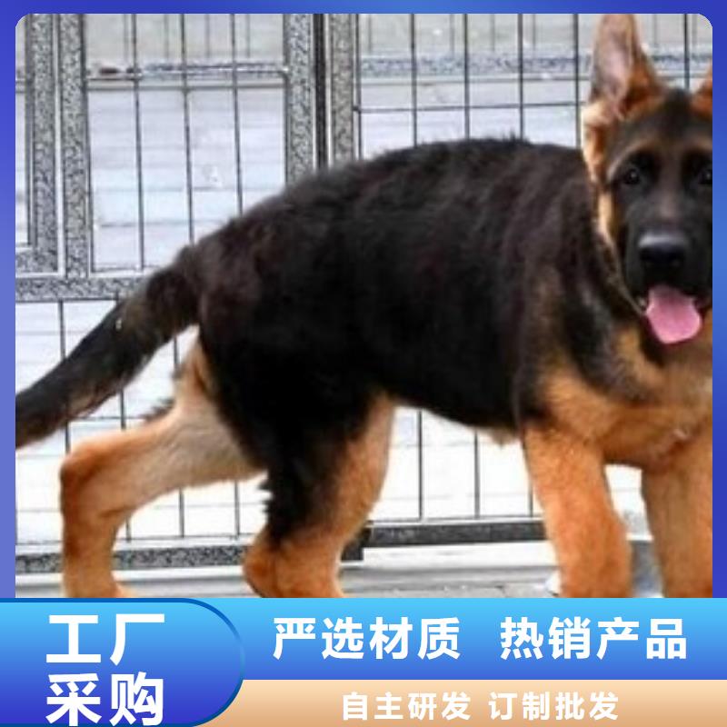 【德国牧羊犬-杜高犬品类齐全】