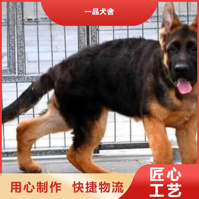 德国牧羊犬拉布拉多犬懂您所需