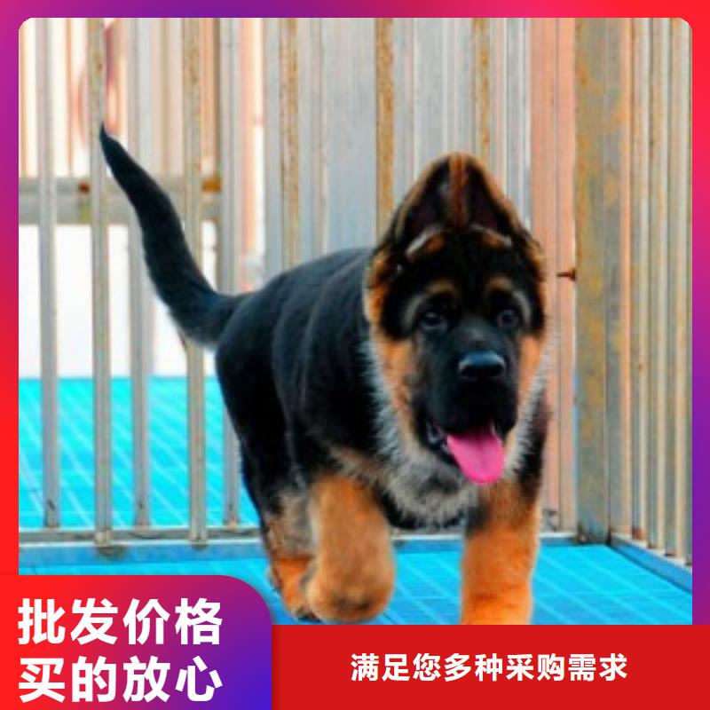 德国牧羊犬【德牧犬】市场行情