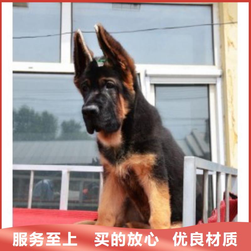 德国牧羊犬_【马犬】实体厂家支持定制