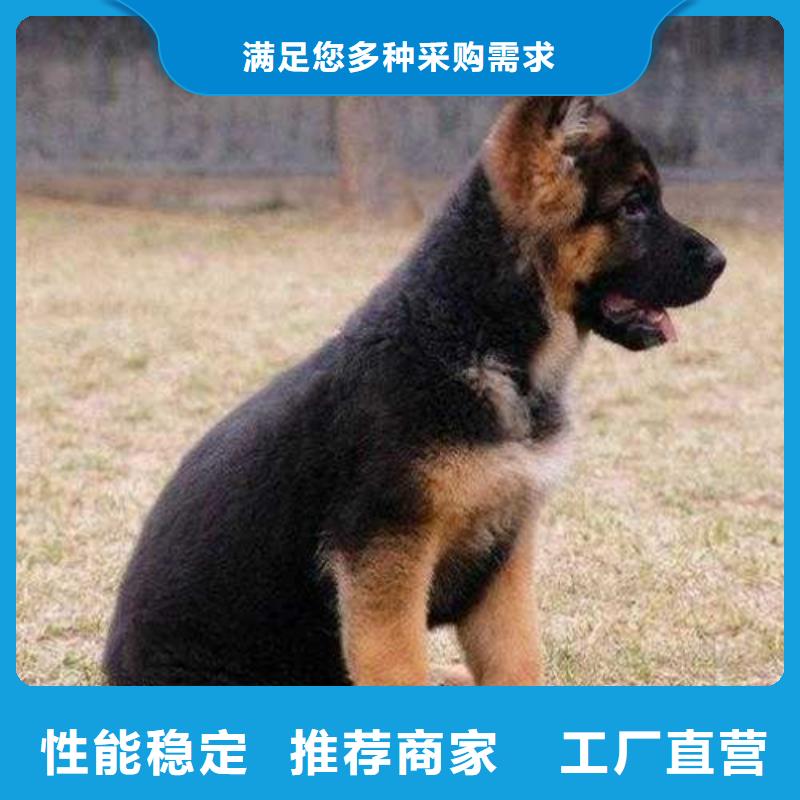 德国牧羊犬【德牧犬】市场行情