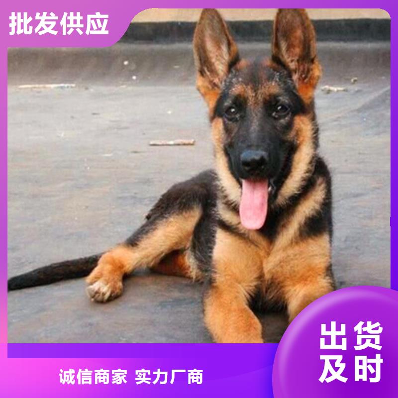 【德国牧羊犬】杜宾犬专业信赖厂家