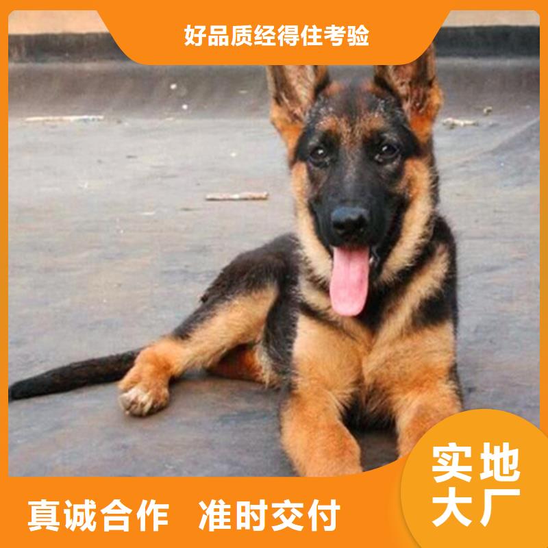 【德国牧羊犬】高加索犬支持加工定制