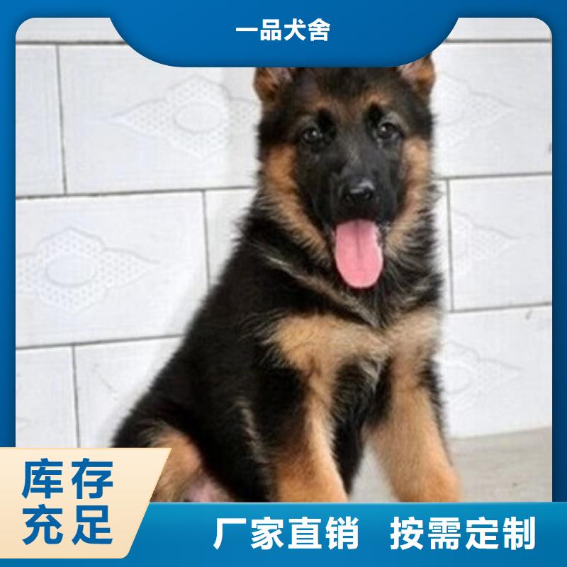 【德国牧羊犬】德牧犬专业厂家