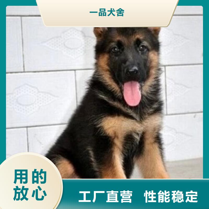 德国牧羊犬,杜宾犬支持非标定制