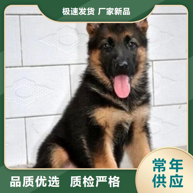 德国牧羊犬德牧犬实力优品