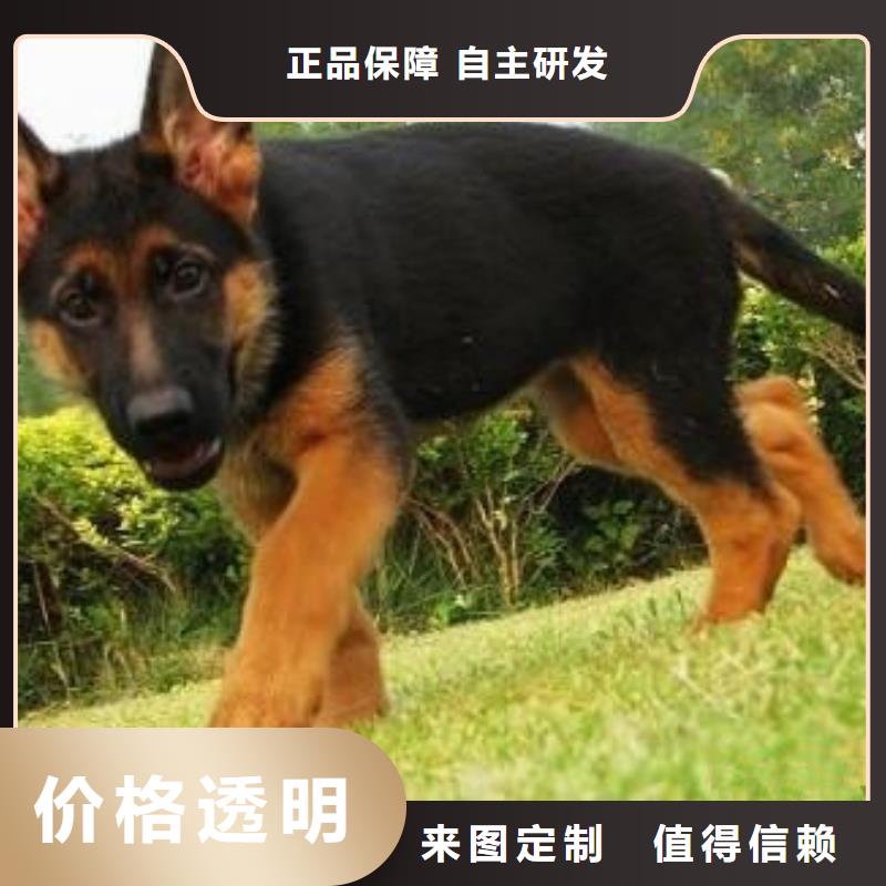 德国牧羊犬,杜宾犬支持非标定制