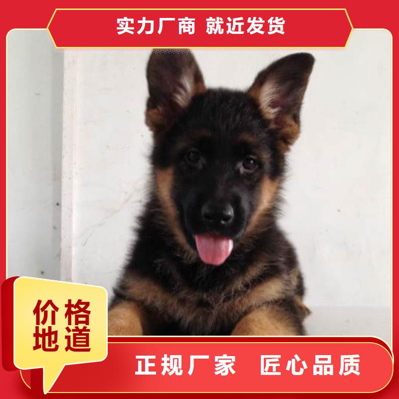 【德国牧羊犬-杜高犬品类齐全】