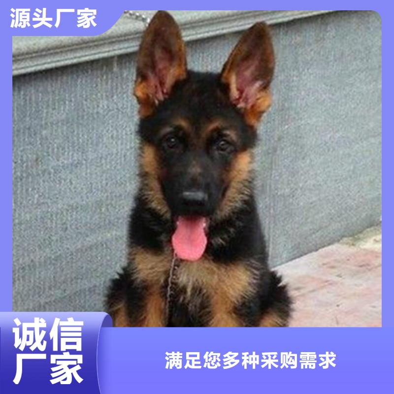 德国牧羊犬,杜宾犬支持非标定制