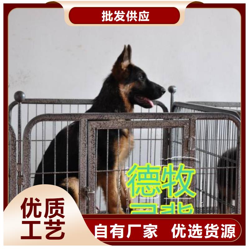 【德国牧羊犬】杜宾犬专业信赖厂家