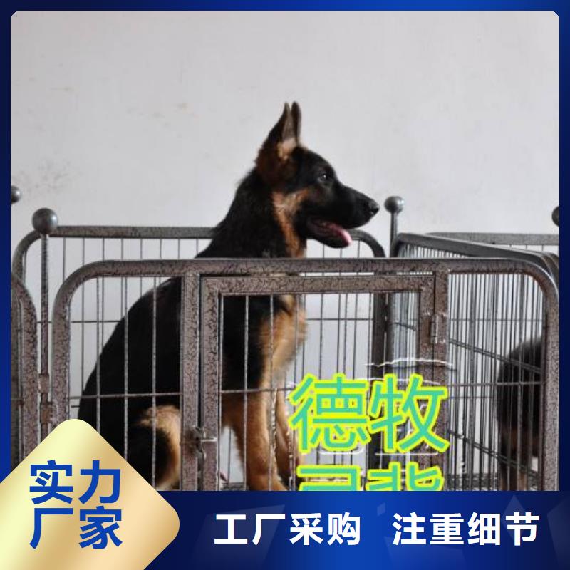 【德国牧羊犬-杜高犬品类齐全】