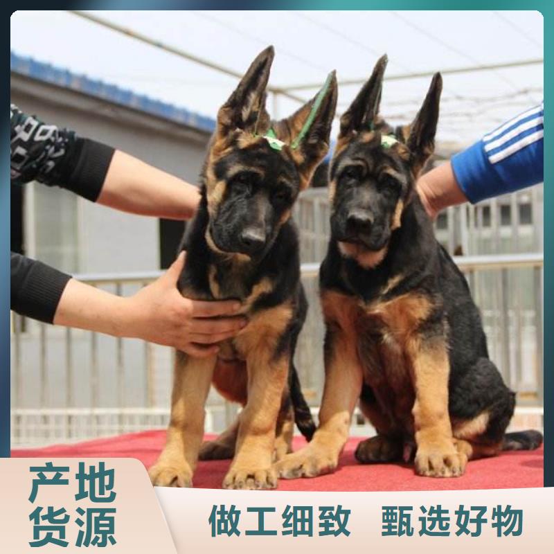 德国牧羊犬,黑狼欢迎来电询价