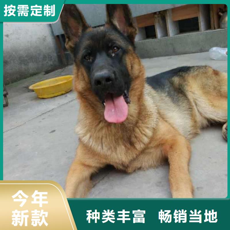 德国牧羊犬,黑狼欢迎来电询价