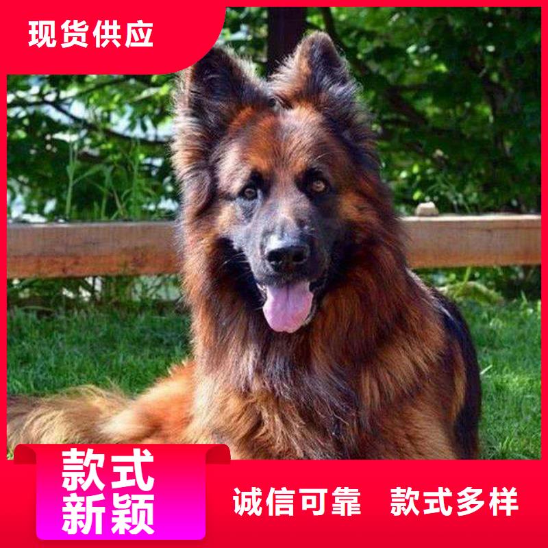 【德国牧羊犬黑狼实力见证】