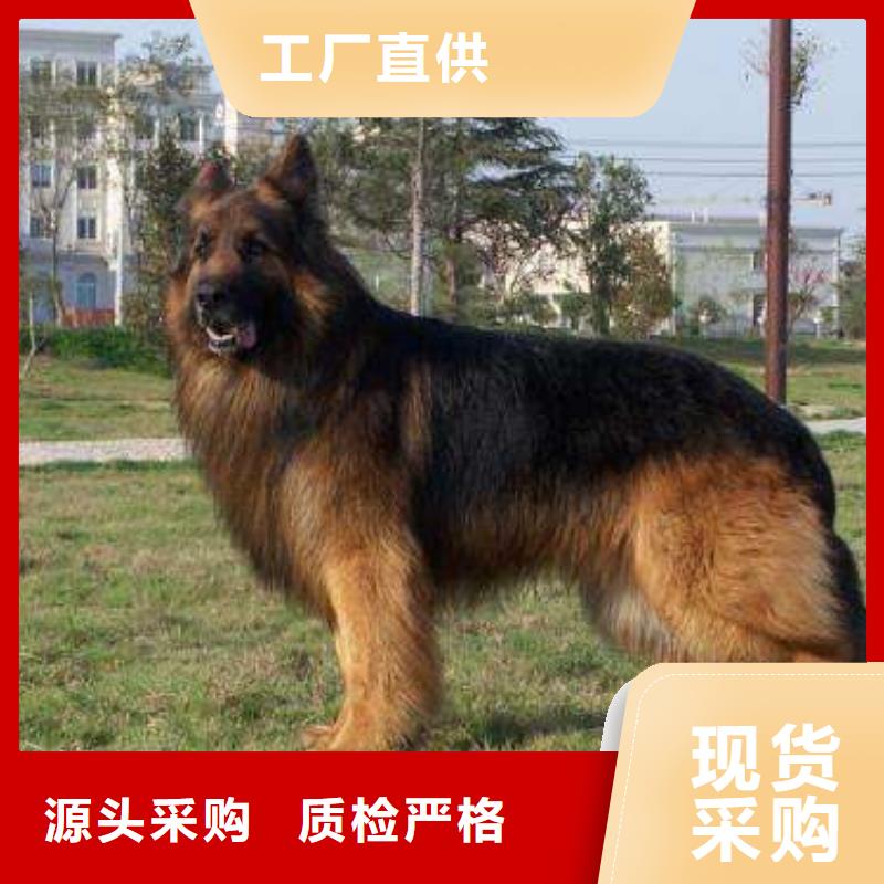 【德国牧羊犬黑狼实力见证】