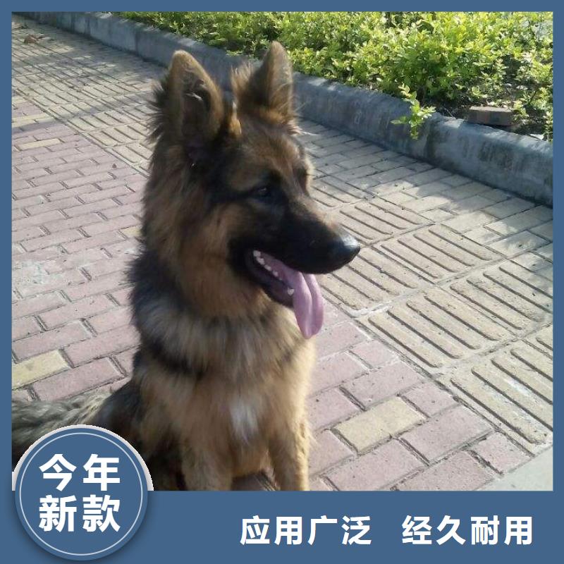 德国牧羊犬_【马犬】实体厂家支持定制